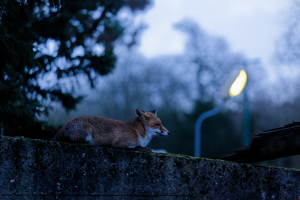 Renard en ville